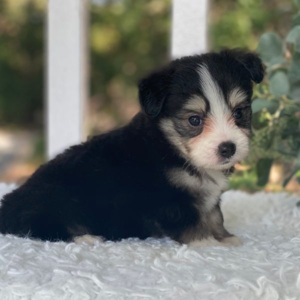 Aussietese Puppy for Sale