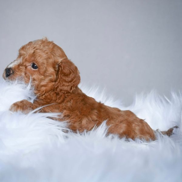 F1b Cavapoo Puppy for Sale