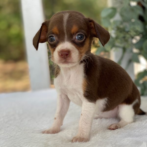 Chiweenie Puppy for Sale