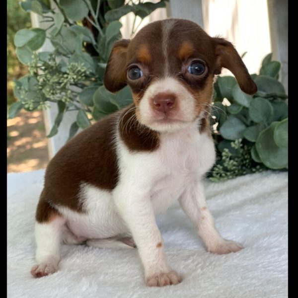 Chiweenie Puppy for Sale