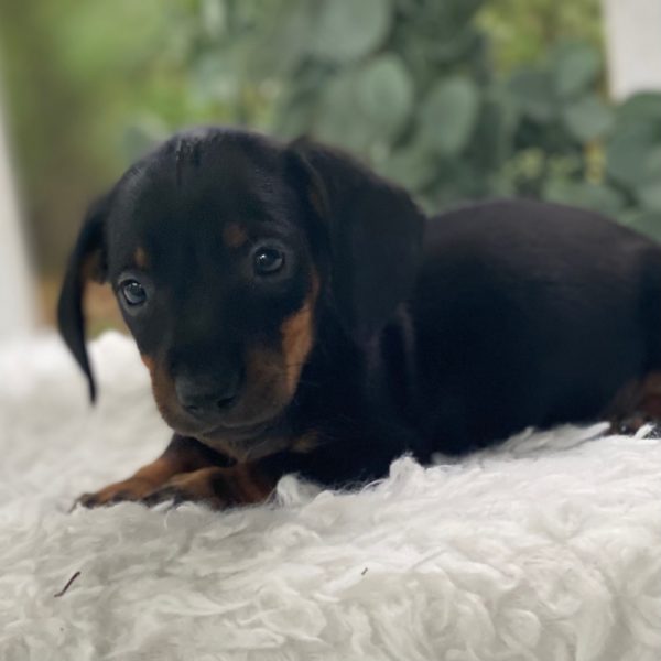 Mini Dachshund Puppy for Sale
