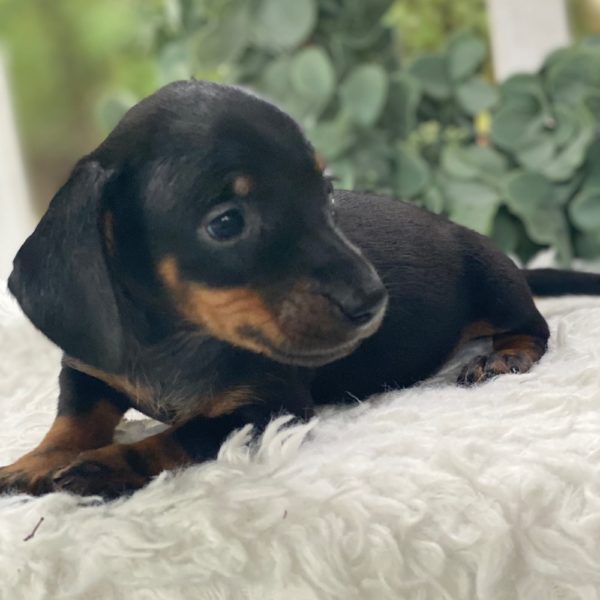 Mini Dachshund Puppy for Sale