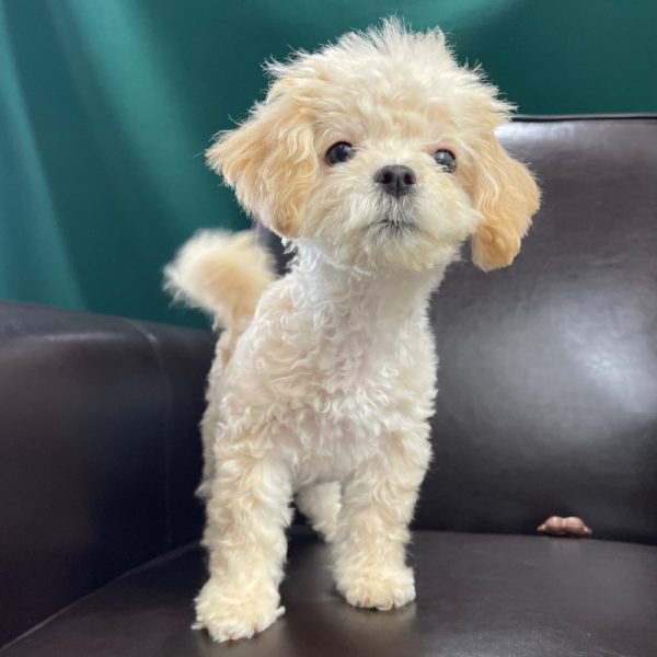 Malshipoo Puppy for Sale