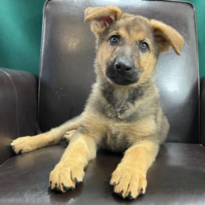 German Shepherd Puppy for Sale