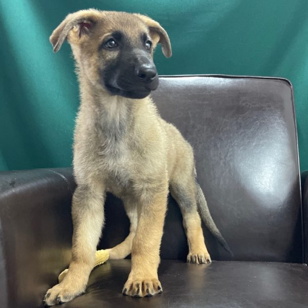 German Shepherd Puppy for Sale