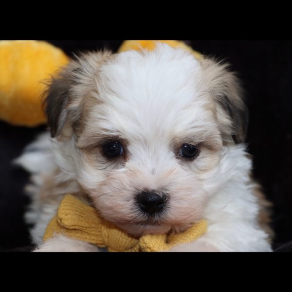 Havanese Puppy for Sale