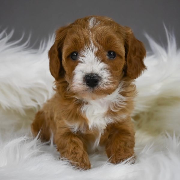 F1b Cavapoo Puppy for Sale
