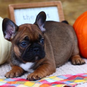 French Bulldog Puppy for Sale