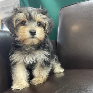 Morkie Puppy for Sale