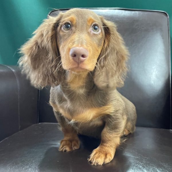 Mini Dachshund Puppy for Sale