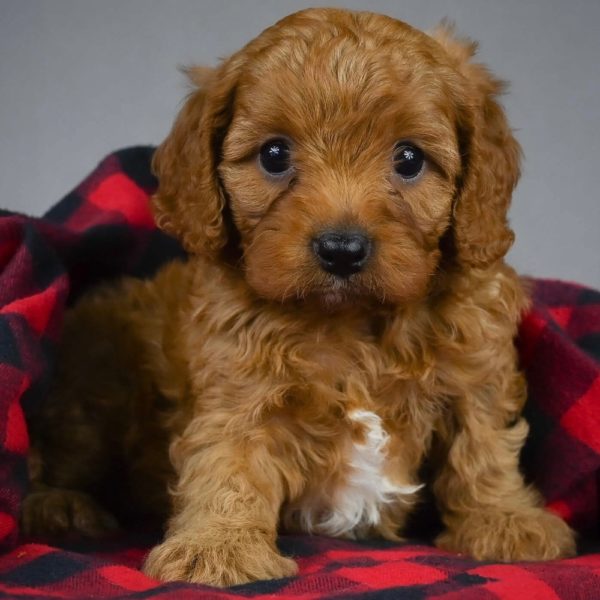 F1 Cavapoo Puppy for Sale