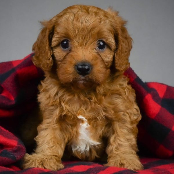 F1 Cavapoo Puppy for Sale