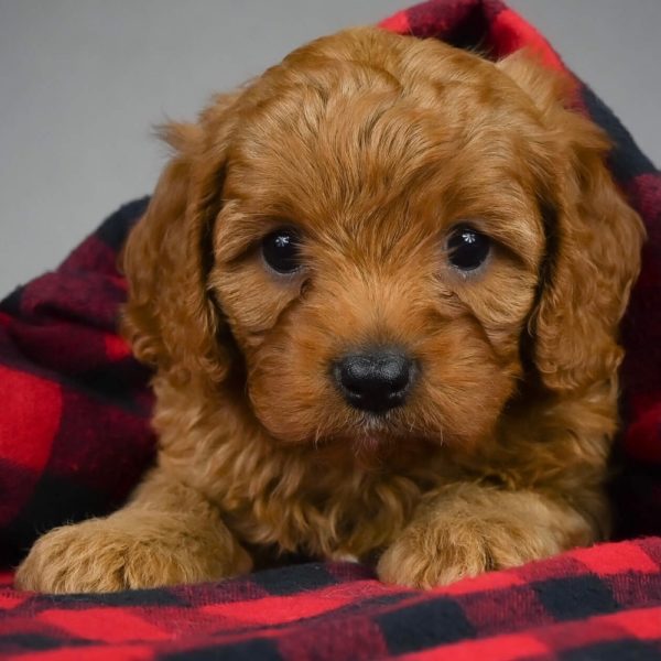 F1 Cavapoo Puppy for Sale
