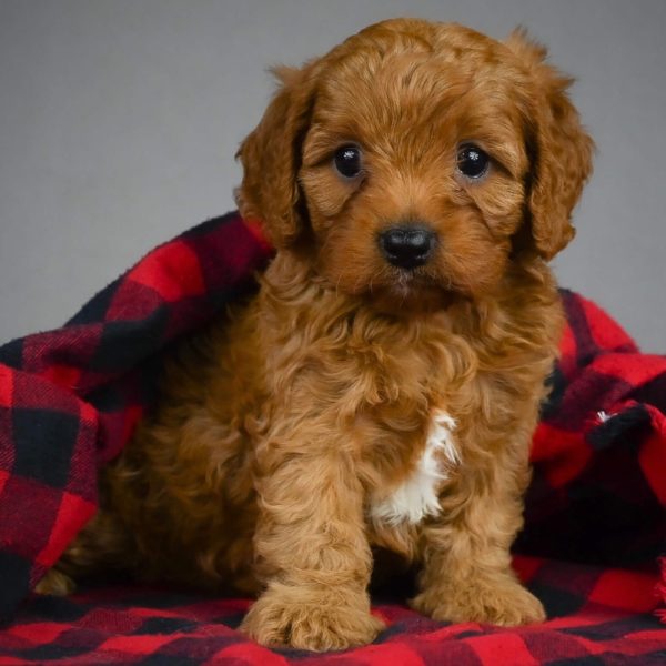 F1 Cavapoo Puppy for Sale