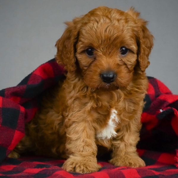 F1 Cavapoo Puppy for Sale