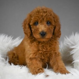 Medium Poodle Puppy for Sale