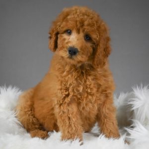 Medium Poodle Puppy for Sale