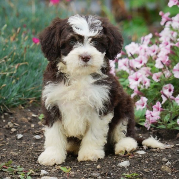 F1b Mini Sheepadoodle Puppy for Sale