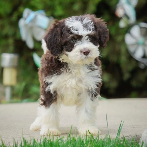 F1b Mini Sheepadoodle Puppy for Sale