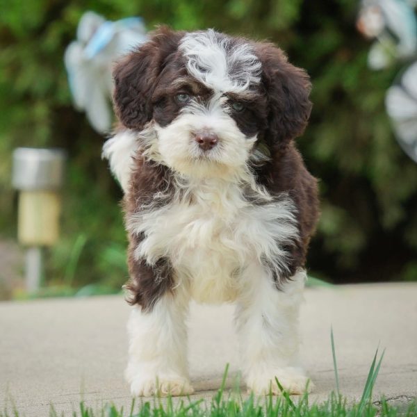 F1b Mini Sheepadoodle Puppy for Sale