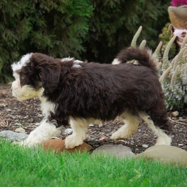 F1b Mini Sheepadoodle Puppy for Sale