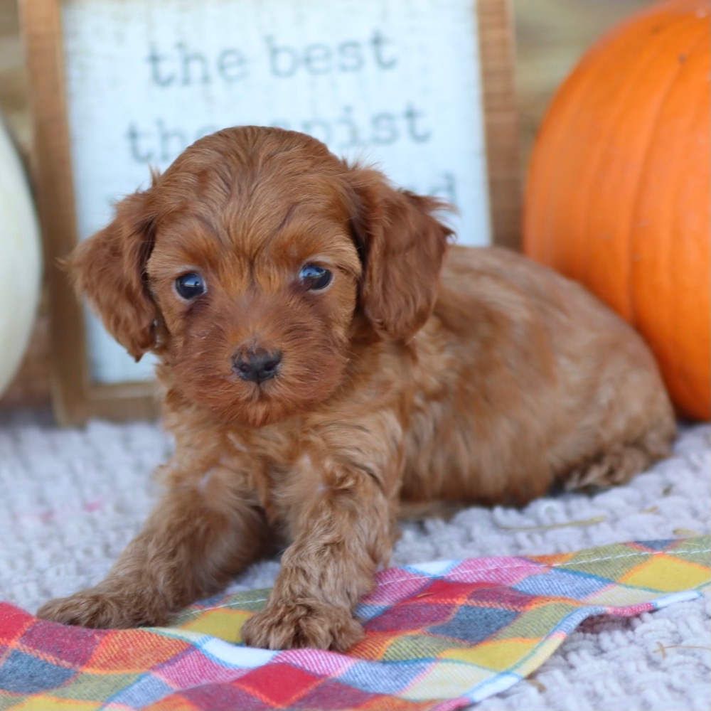 Puppies for Sale Online Central Park Puppies Puppy For Sale Page 2