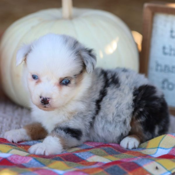 Miniature Australian Shepherd Puppy for Sale