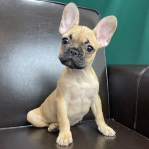 French Bulldog Puppy for Sale