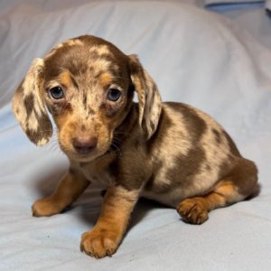 Mini Dachshund Puppy for Sale