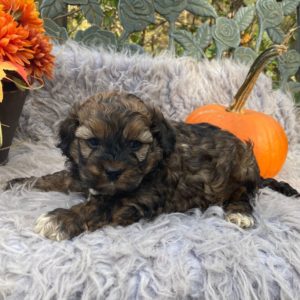 F1 Cockapoo Puppy for Sale