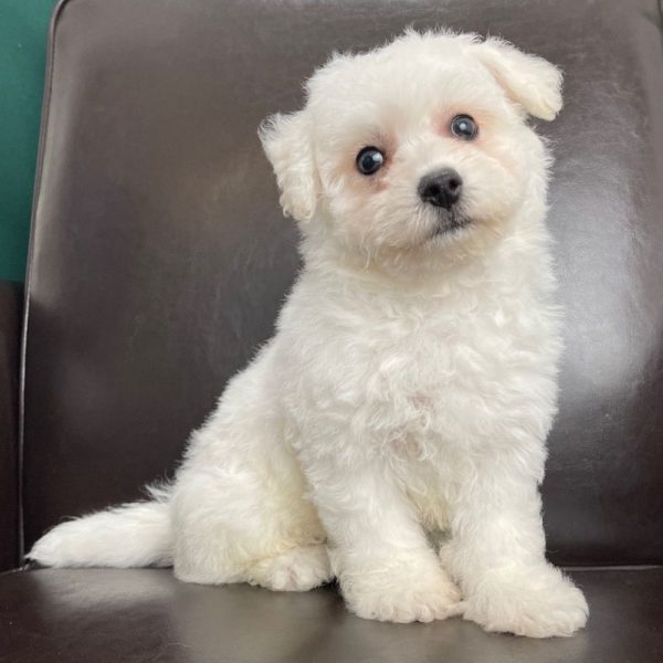 Bichon Frise Puppy for Sale