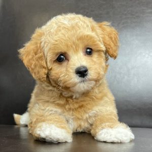 Poochon Puppy for Sale