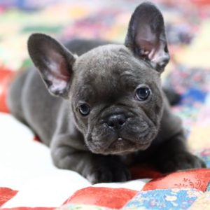 French Bulldog Puppy for Sale