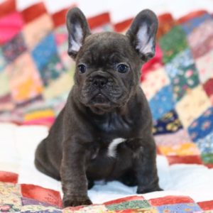French Bulldog Puppy for Sale