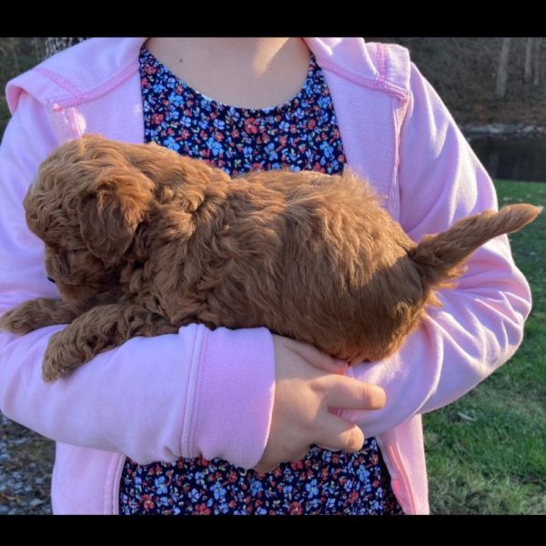 F2b Mini Bernedoodle Puppy for Sale