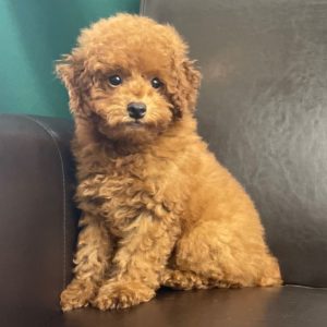 Miniature Poodle Puppy for Sale