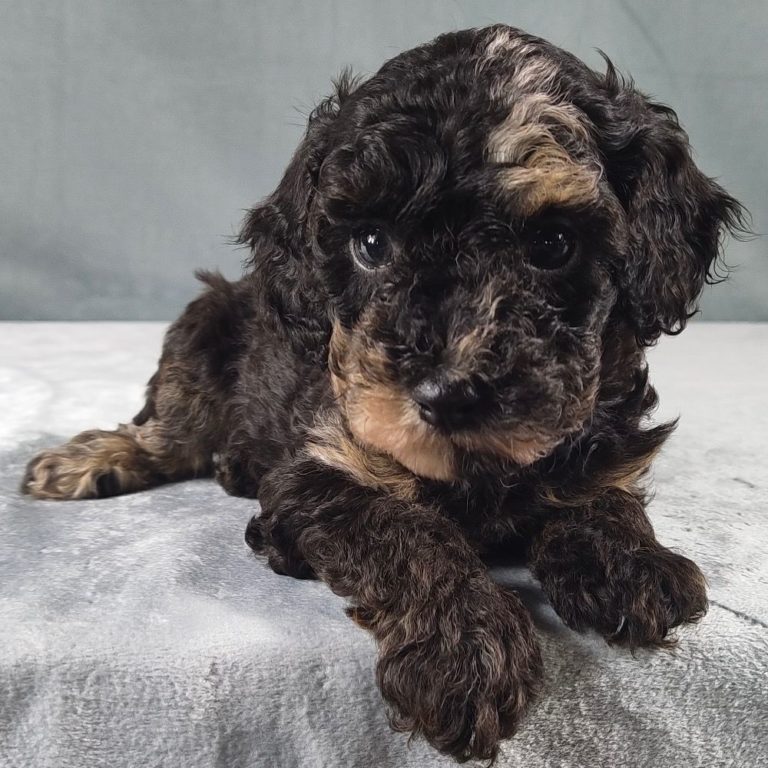 Female Miniature Poodle Puppy for Sale | ID 4976-AH