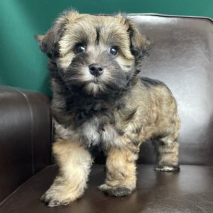 Havanese Puppy for Sale