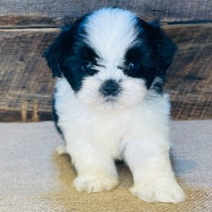 Shih Tzu Puppy for Sale