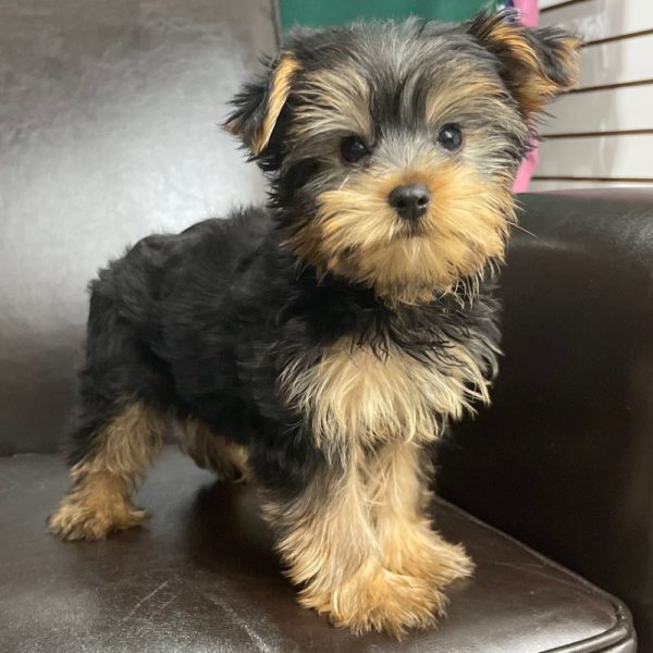 Yorkshire Terrier Puppy for Sale