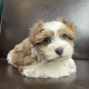 Havanese Puppy for Sale