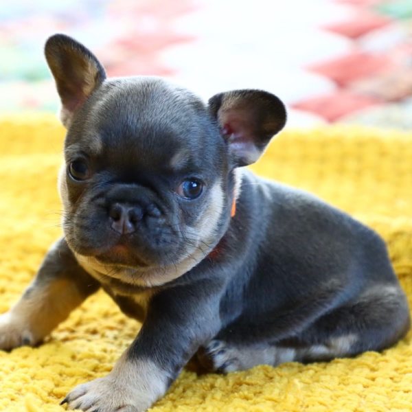French Bulldog Puppy for Sale
