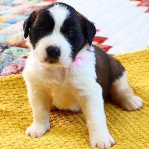 Saint Bernard Puppy for Sale