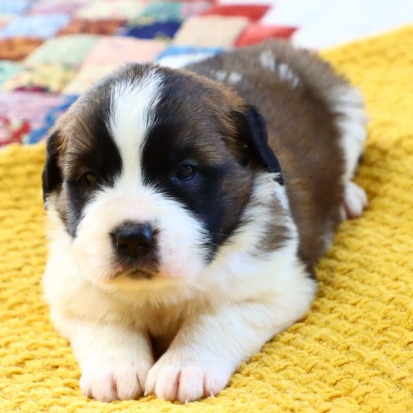 Saint Bernard Puppy for Sale