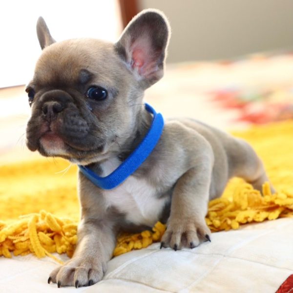 French Bulldog Puppy for Sale