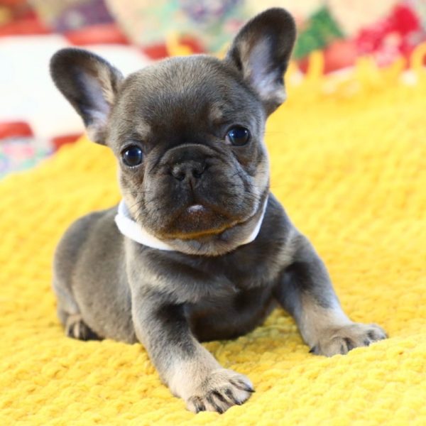 French Bulldog Puppy for Sale