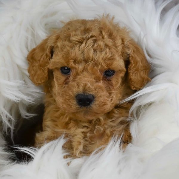 Miniature Poodle Puppy for Sale