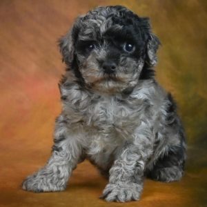 Maltipoo Puppy for Sale