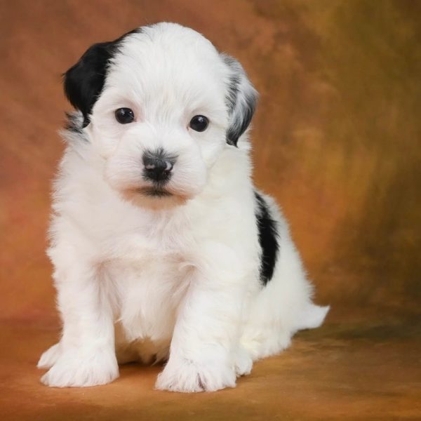 Maltipoo Puppy for Sale