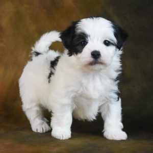 Maltipoo Puppy for Sale
